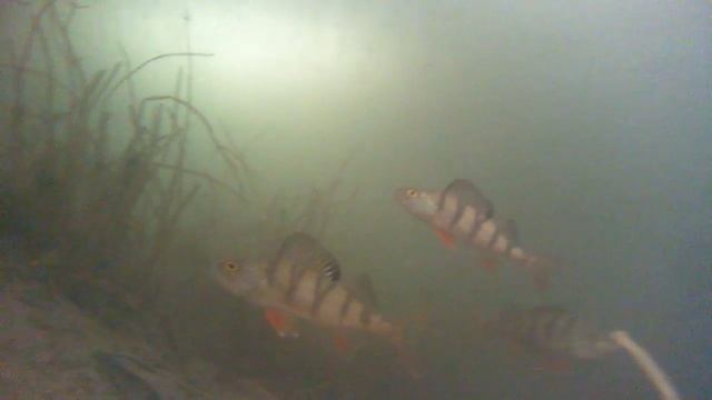 Окунь съемка подводной камерой смотреть онлайн