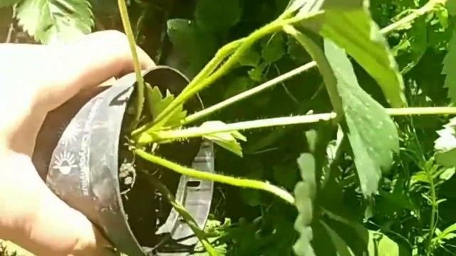 Размножение 🍓 клубники усами