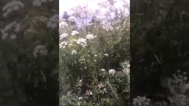 Видеорассказ о произрастании и лечебных свойствах болиголова пятнистого _