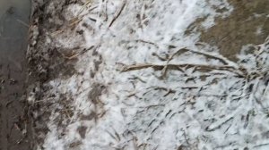 я пошёл на рыбалку и на меня напал какой-то чел ну не совсем на рыбалку на