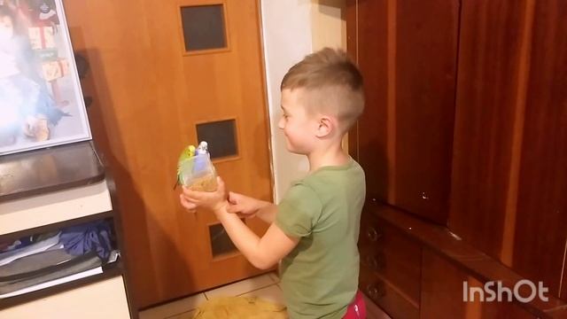 Волнистые попугайчики. Как приручить попугаев к рукам #волнистыепопугайчики