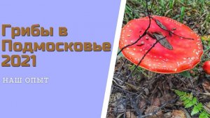 Грибы в Подмосковье осень сентябрь сбор грибов Московской области