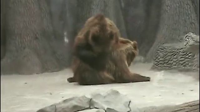 игры медведей смотреть онлайн