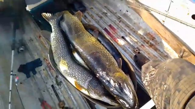 утренний клев оз. Арон 2020 смотреть онлайн