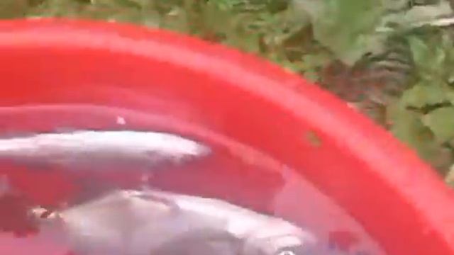 Самый лучший улов смотреть онлайн