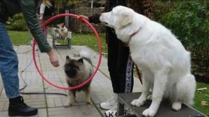 Догтренинг 450. Если собака убегает к сородичам, если в шаге не слышит хозяина - урок коррекции.