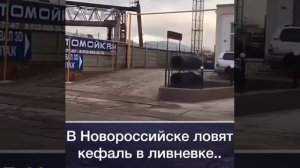 Ловля кефали в Новороссийске..