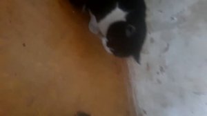 кот ловит мышку