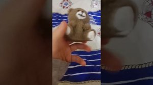 Открытие мишки сквиш#сквиш#мишка#