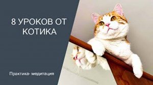 8 уроков от котика