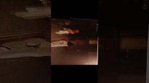 Пять ночей с лисом