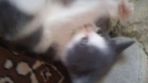 Миу Миу Миу хороший котик❤️🐱😍