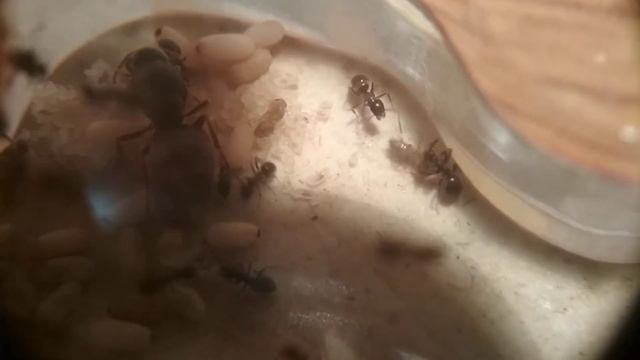 Наногубка для инкубатора  Распаковка муравьями нового муравья.