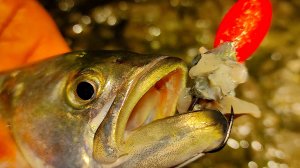 Ночная Рыбалка в Ялте. ПРОКЛЯТОЕ МЕСТО в Крыму. Дождался Выхода Осеннего Луфаря