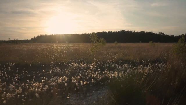 УНИВЕРСАЛЬНАЯ НАСТОЙКА