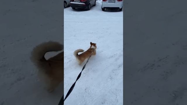 Самая любимая жопа  корги жопакорги коргипоходка