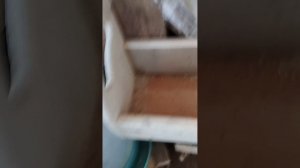 Чем кормлю месячных гусят .