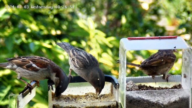 Кормушка для воробья - экстремальный завтрак смотреть онлайн