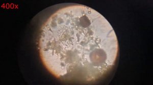 Жизнь в капле воды/The amazing life of bacteria