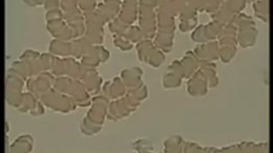 кровь под микроскопом flv