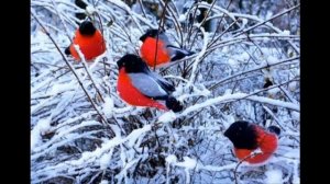 Бабья осень