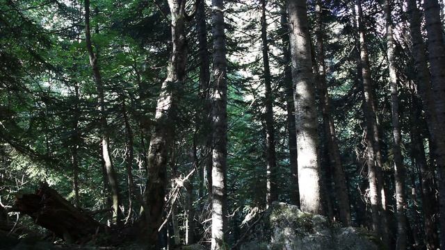Пение соловья в лесу. Звуки природы для релаксации