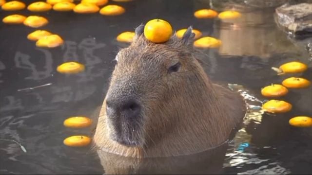 карибара