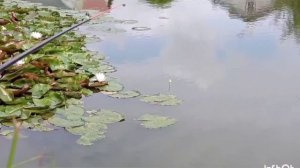 рыбалка на паплавок. рыбалка на карпа!