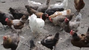 Куры на выгуле зажигают. Принимают песчаные ванны. Прыгают за лакомством как собачки.