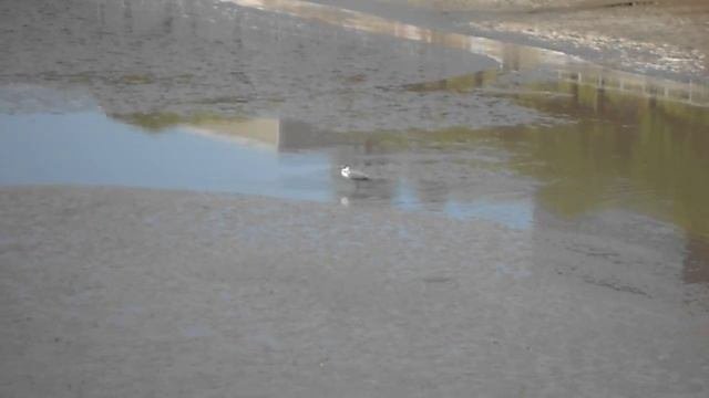 Heron