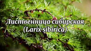 лиственница