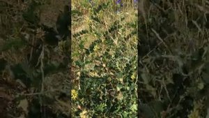 Астрагал сладколистный от онкотравника - целителя Глейх Владимира Андреевича