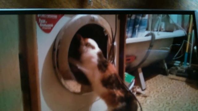 Прачка прачковна