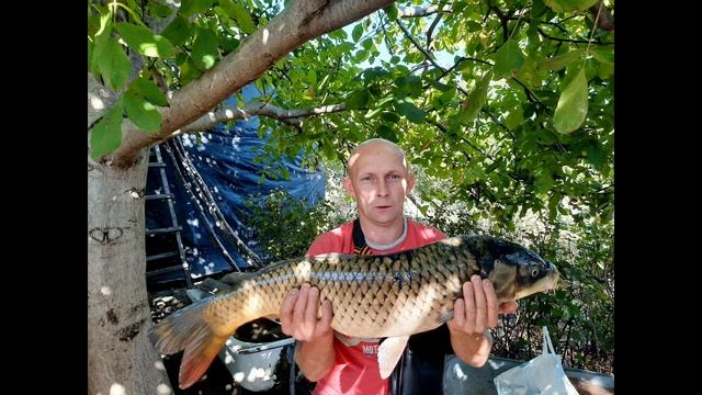 Крым. Карпы от 5.700 кг. до 6 кг. смотреть онлайн