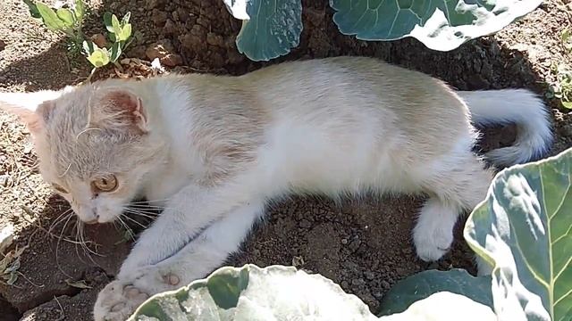 Мурка в капусте🐱🐱🐱 смотреть онлайн