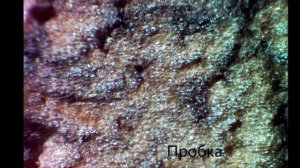 Как выглядят под микроскопом разные предметы