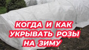 Укрытие роз на зиму: когда и как правильно укрыть розы на зиму, чтобы они хорошо перезимовали