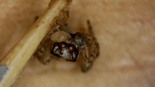 Паучок 05 мм которое укусил человека паука под микроскопом