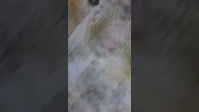 Блеск для губ PUPA под микроскопом. Как битое цветное стекло, красиво)