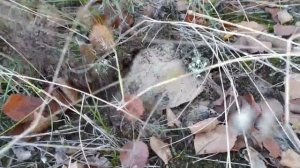 Кинбурн. Собираем белые грибы.