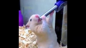 Смешные челленджи пранки #патрики Блогеры прохожие. Russian fun #challenge #prank show #Patriki