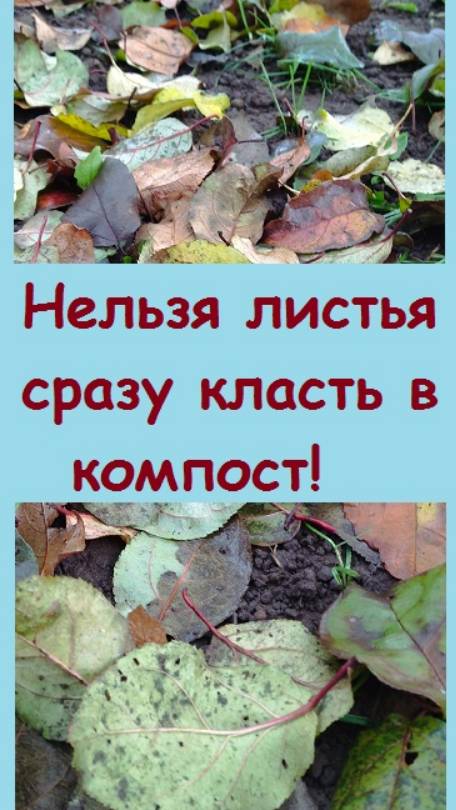 Опавшие листья я обрабатываю с помощью куриного помета и только потом кладу в компост