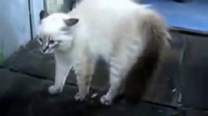 Кошки разговаривают друг с другом