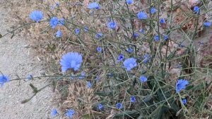 Влог художника плетение из палочек и травы автопортрет рассвет