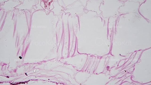 Matuer anther of Lilium in transversal section under microscope 400x on bright field