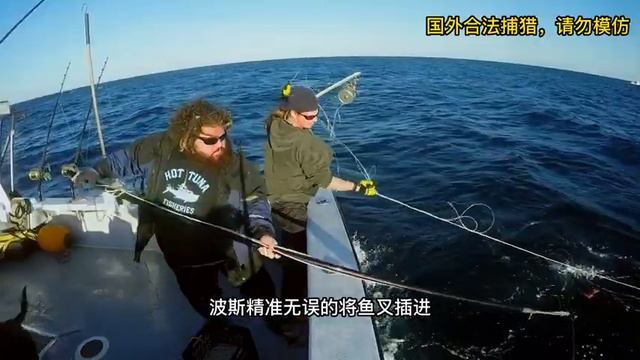 博斯钓上一条356公斤的巨型金枪鱼，最终卖出8000美元的高价！#动物 #野生动物零距离 #金枪鱼 #海钓