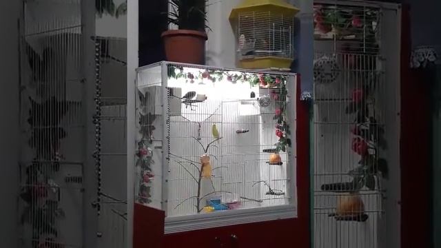 Канарейка поёт красивый смотреть онлайн