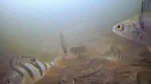 Окунь под водой