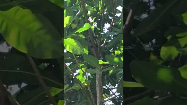 Дьявол слежку ведет через очки обезьяны смотреть онлайн