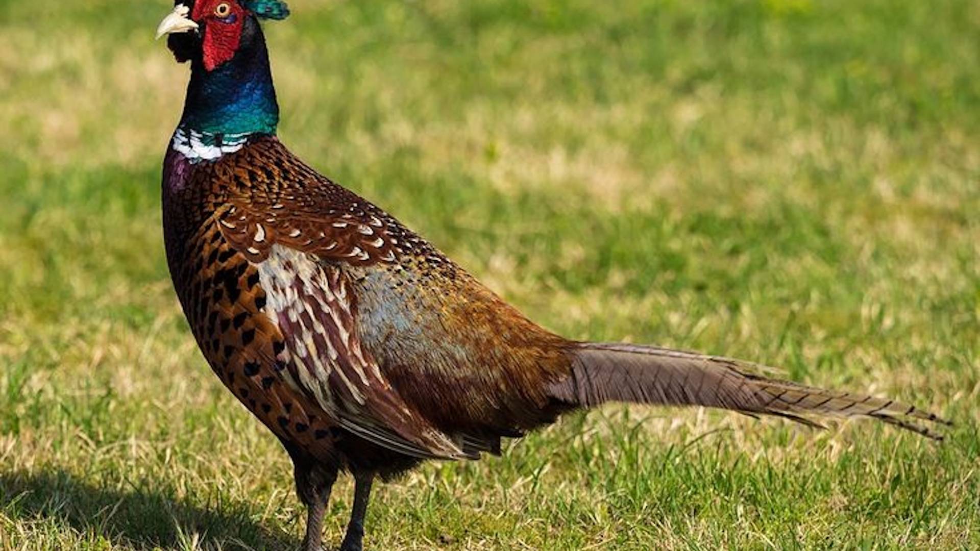 Охота на фазана с дратхааром. смотреть онлайн